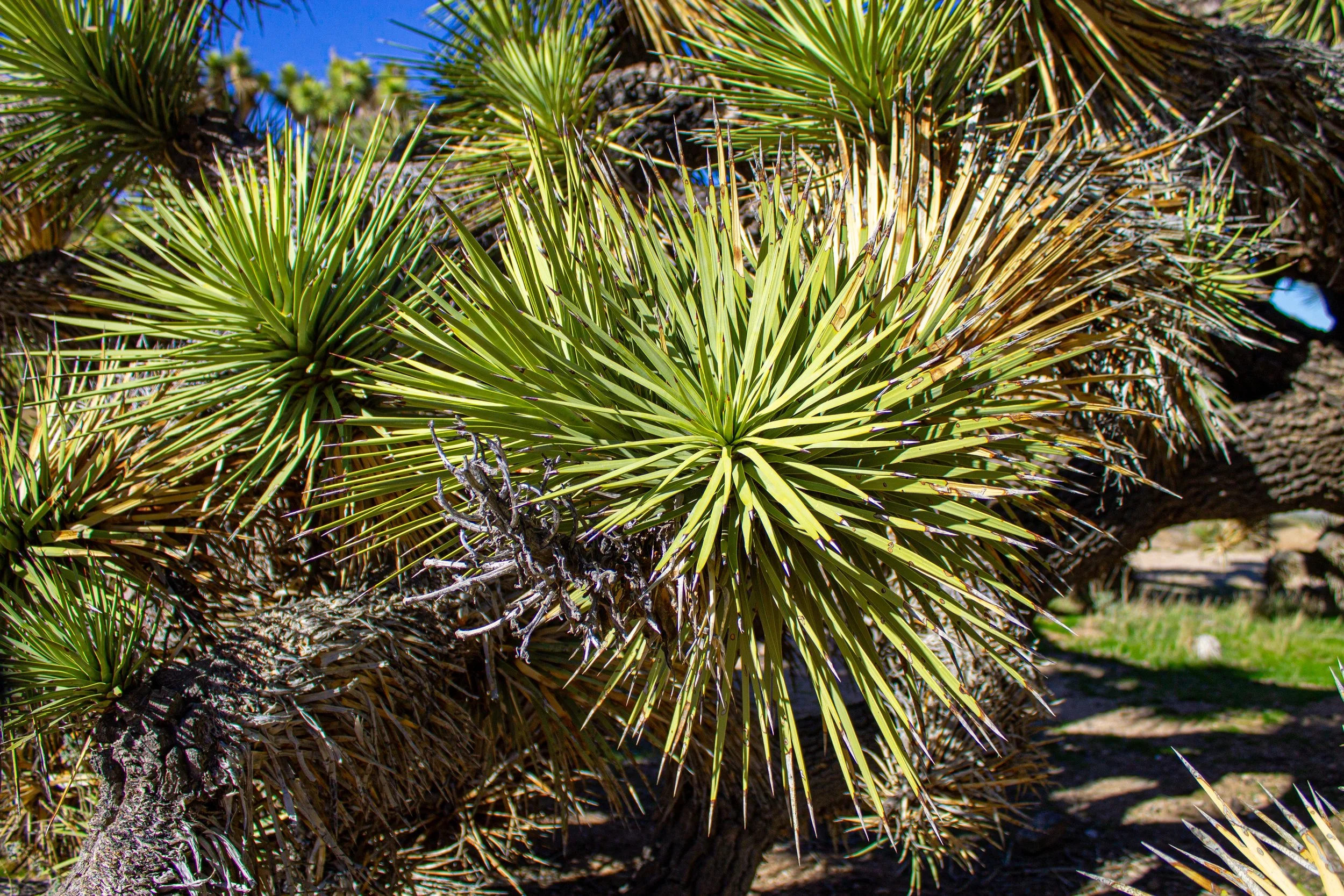 Joshua Tree