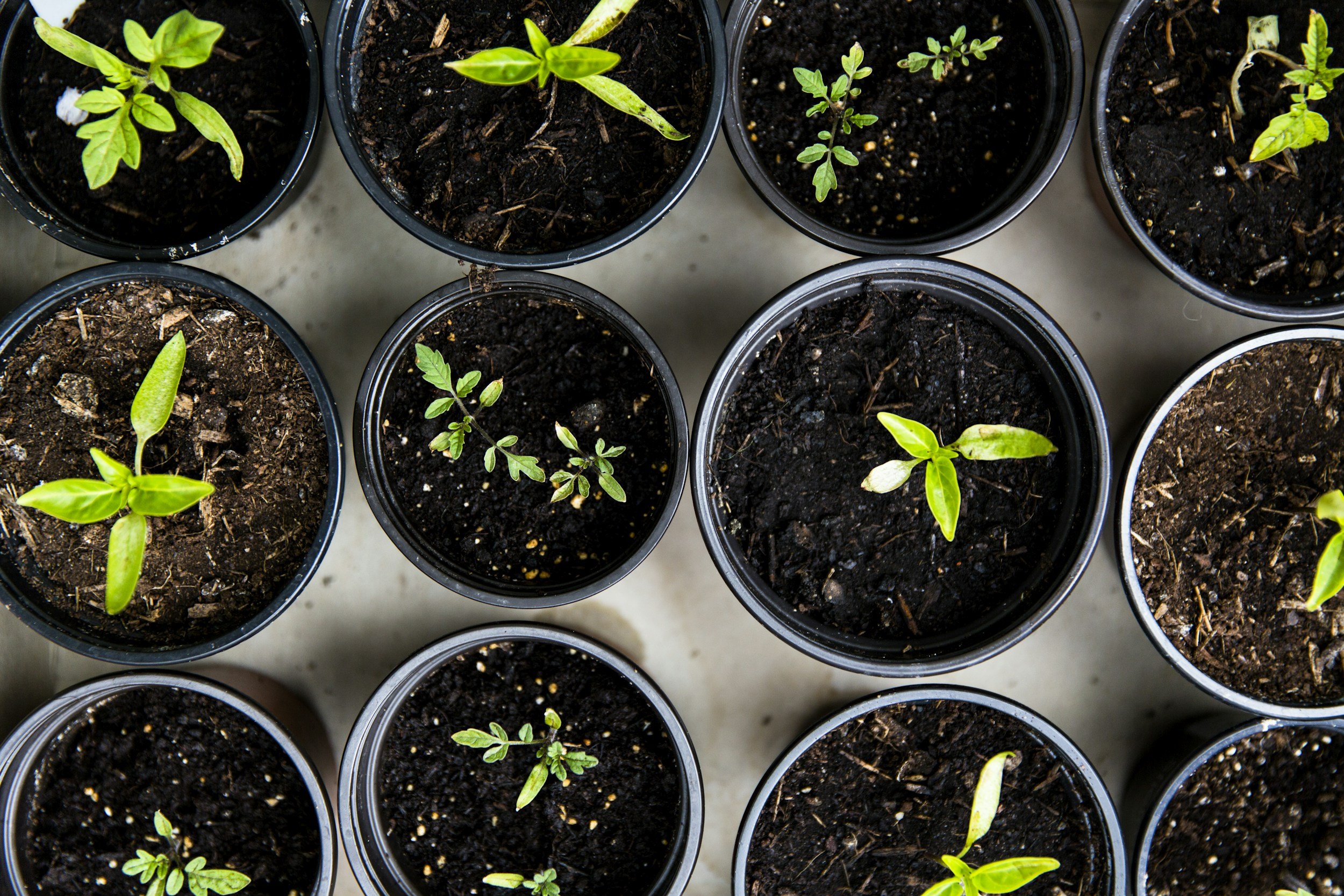 Alta Vista Market: Potting Workshop 