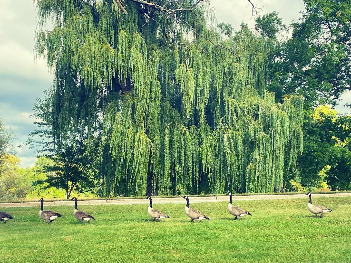 Honk if you ❤️Alta Vista!!! #DuckDuckGoose #GatheringGeese #DucksInARow #RideauRiver #Riverside #BillingsBridge #AltaVista