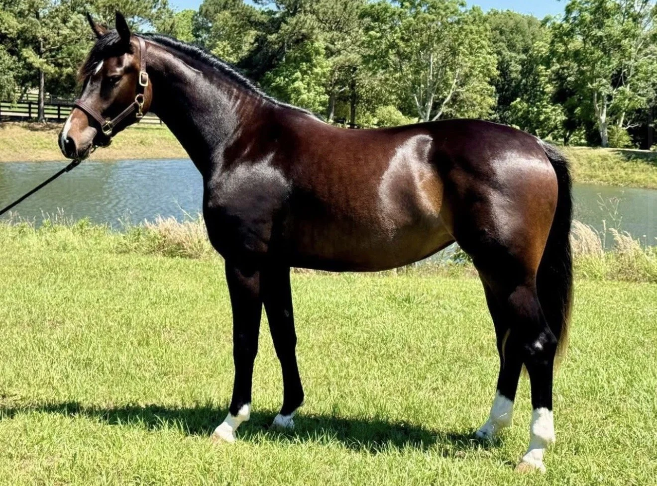 A brown horse with a black mane and tail standing on green grass near a pond, with trees in the background.