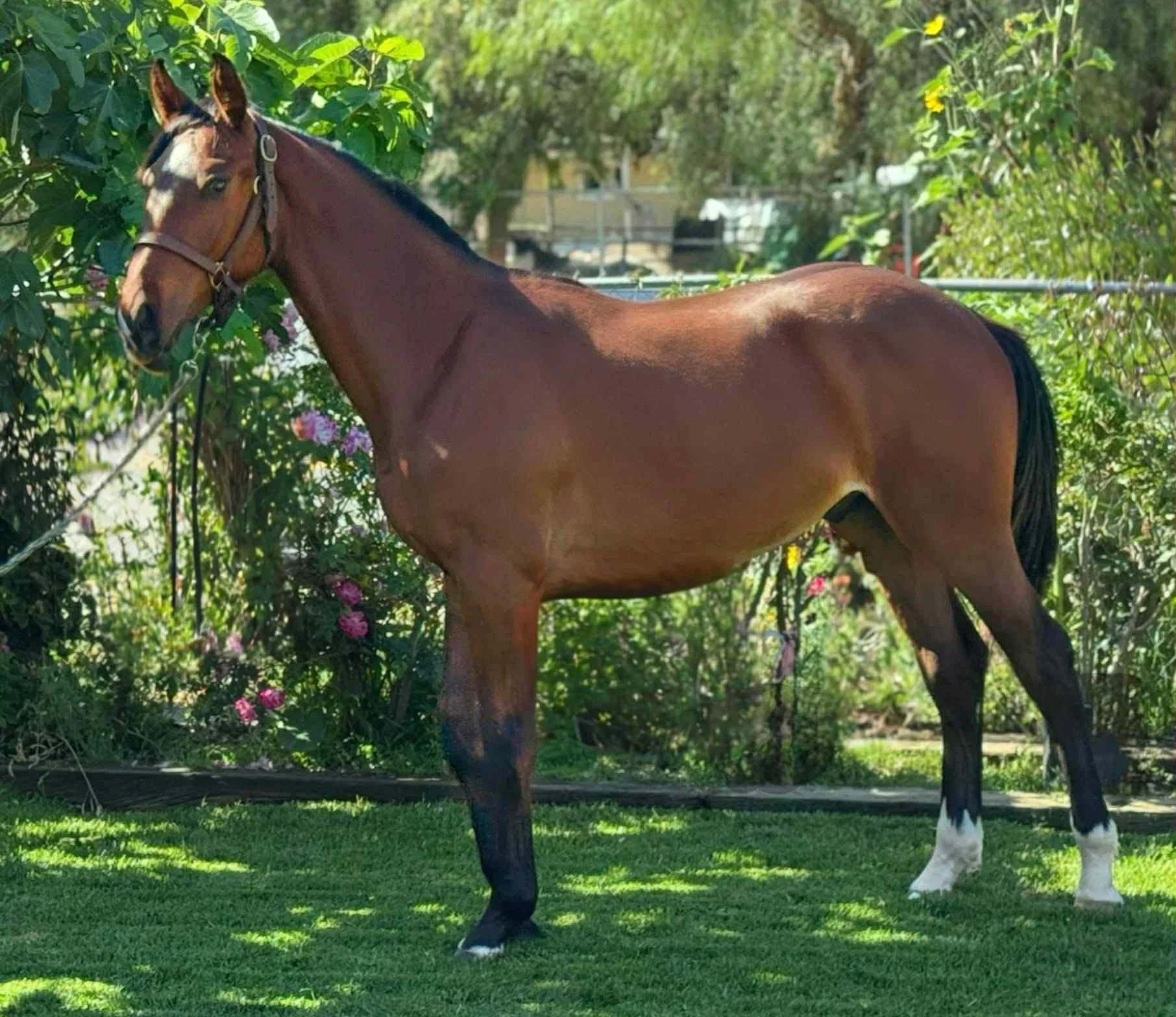 A brown horse with a dark mane and tail standing on green grass in a garden with pink and purple flowers, surrounded by bushes and trees.