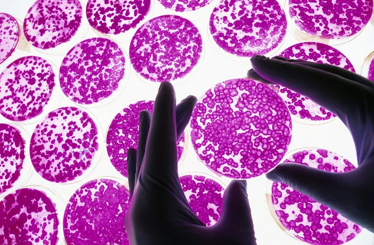 The De León Stem Cell IV: A Research-Based Approach to Systemic Regeneration