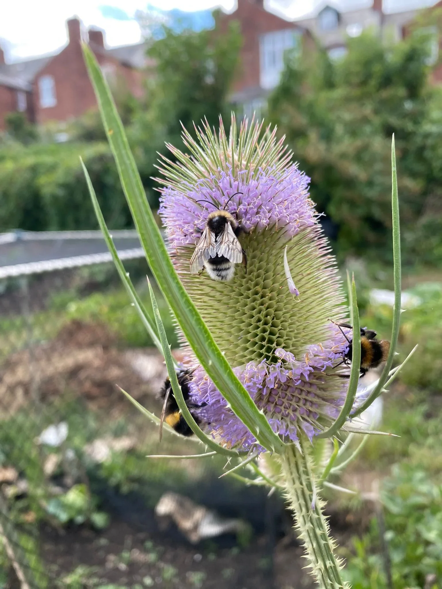 Close-up of a purple teasel flower with three bees collecting nectar in a garden setting.