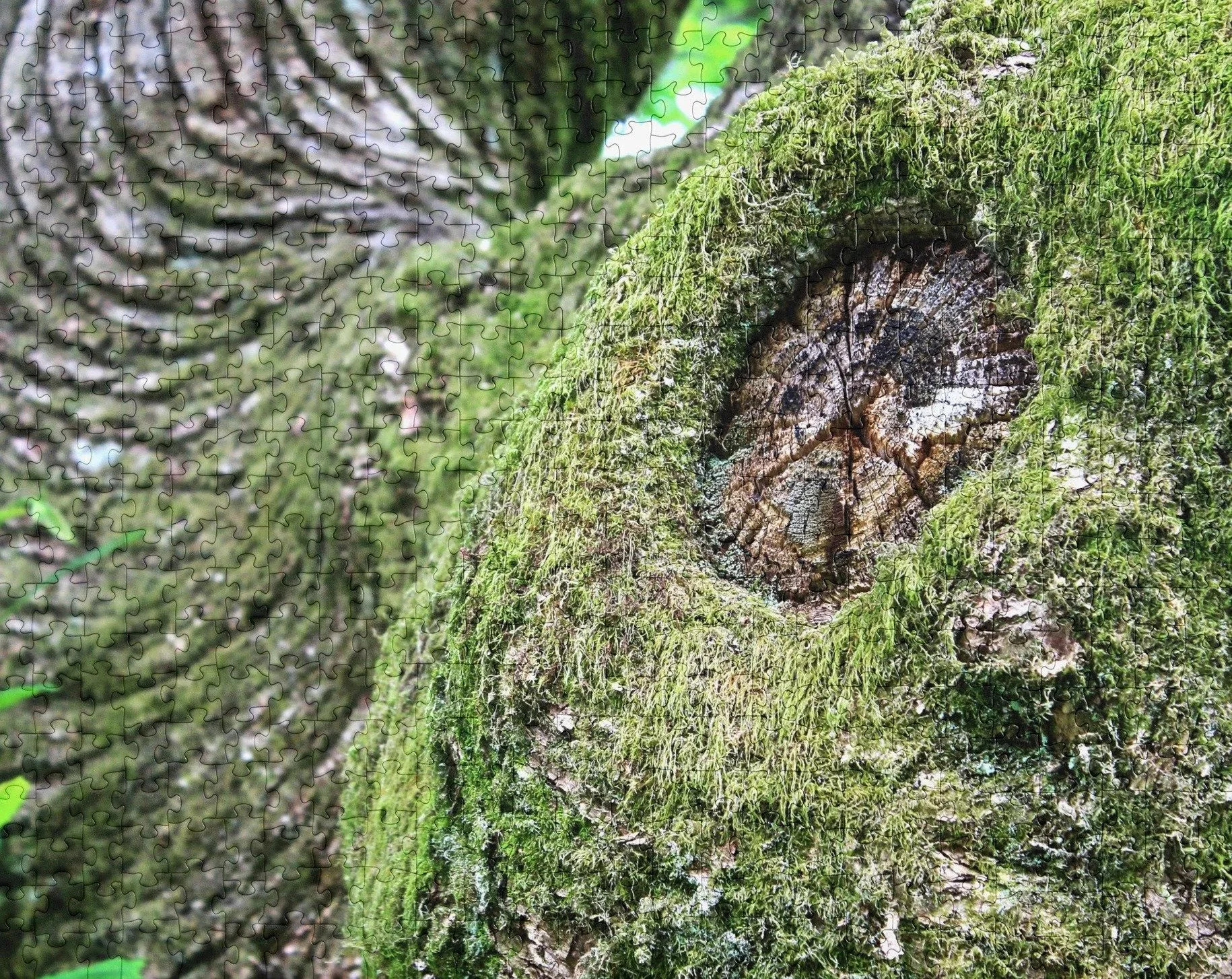 moss-wrapped-knot-520-cropped.jpg
