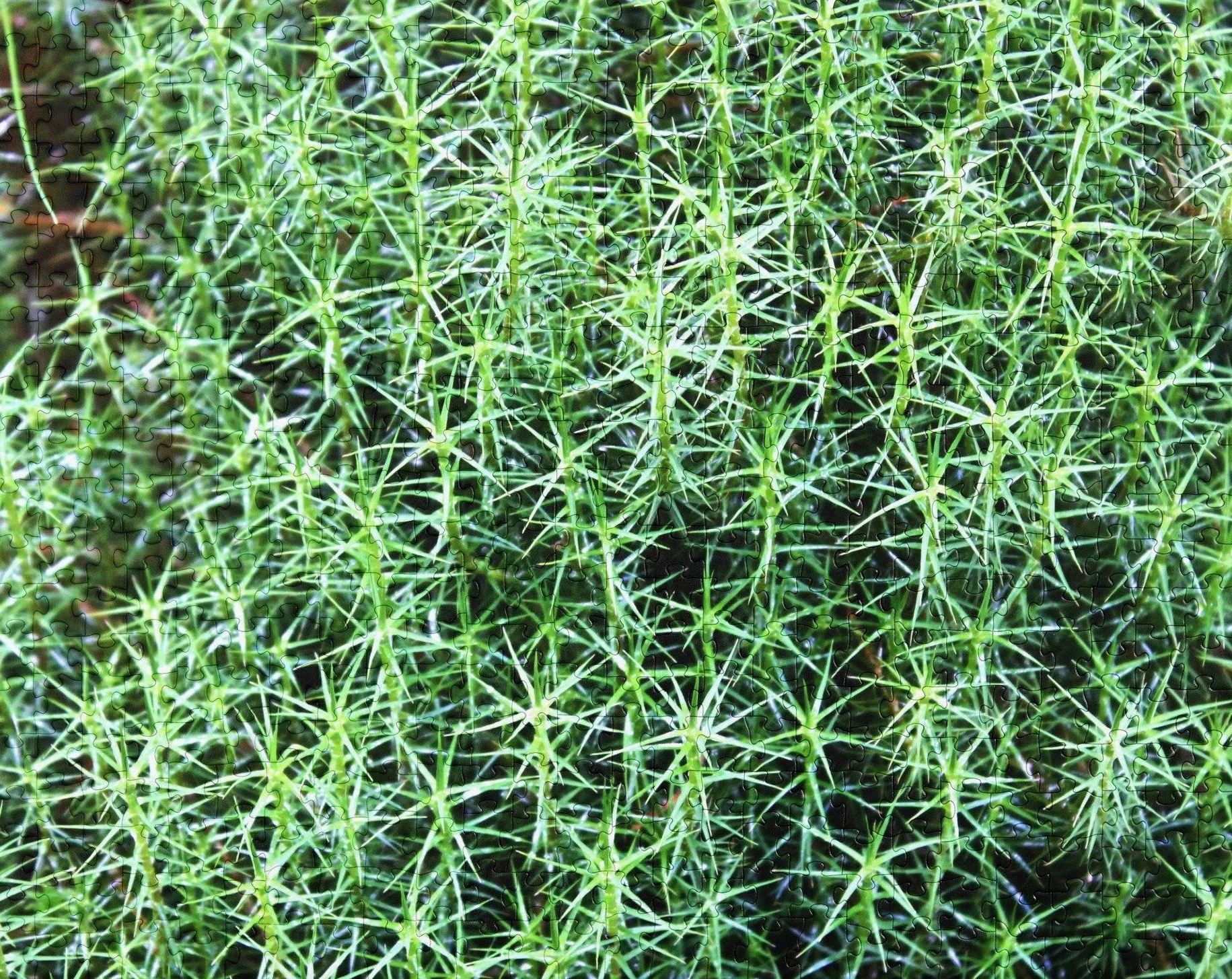 star-moss-520-cropped.jpg
