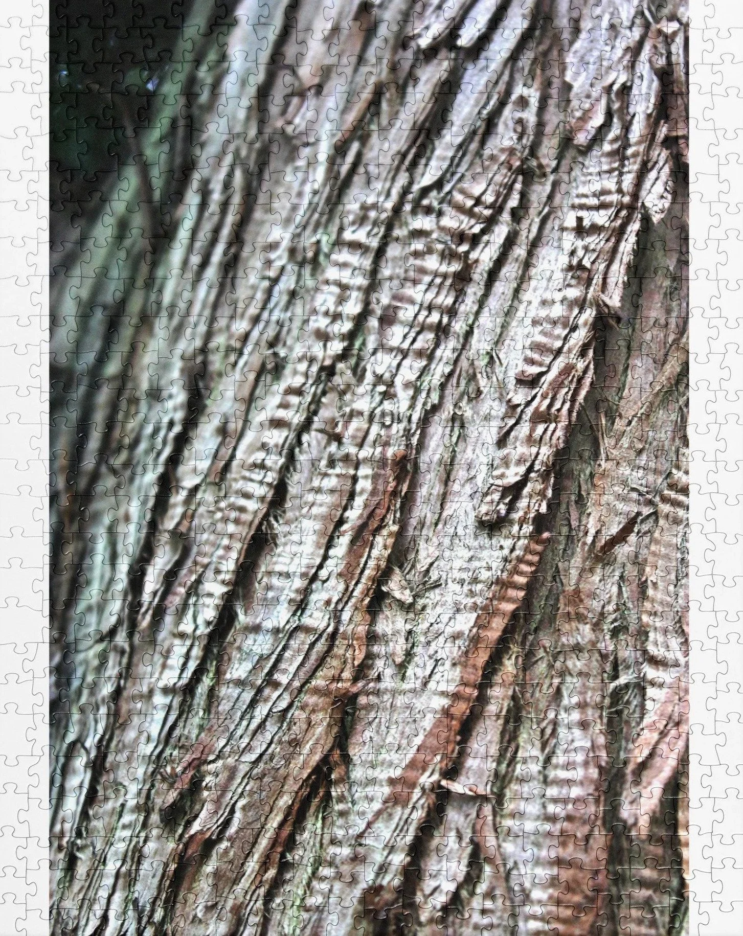 ridgeline-bark-520-cropped.jpg