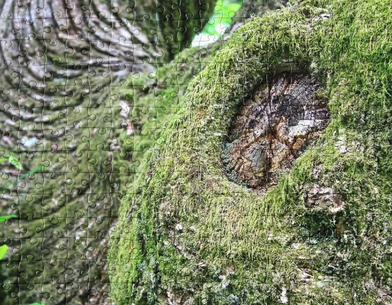 Moss-Wrapped Knot Jigsaw Puzzle