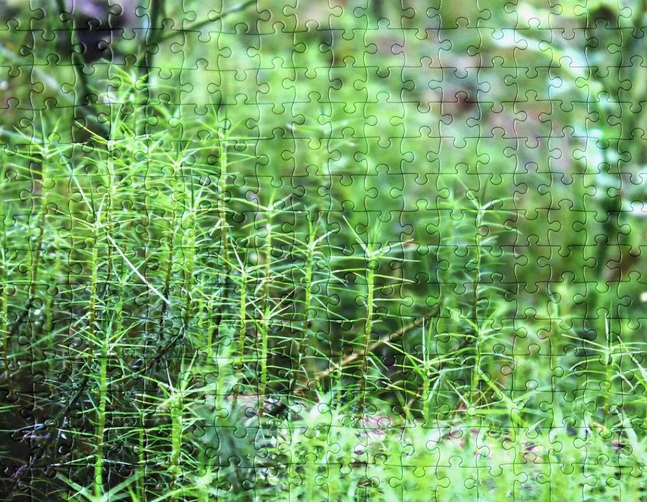 Moss in Light Jigsaw Puzzle
