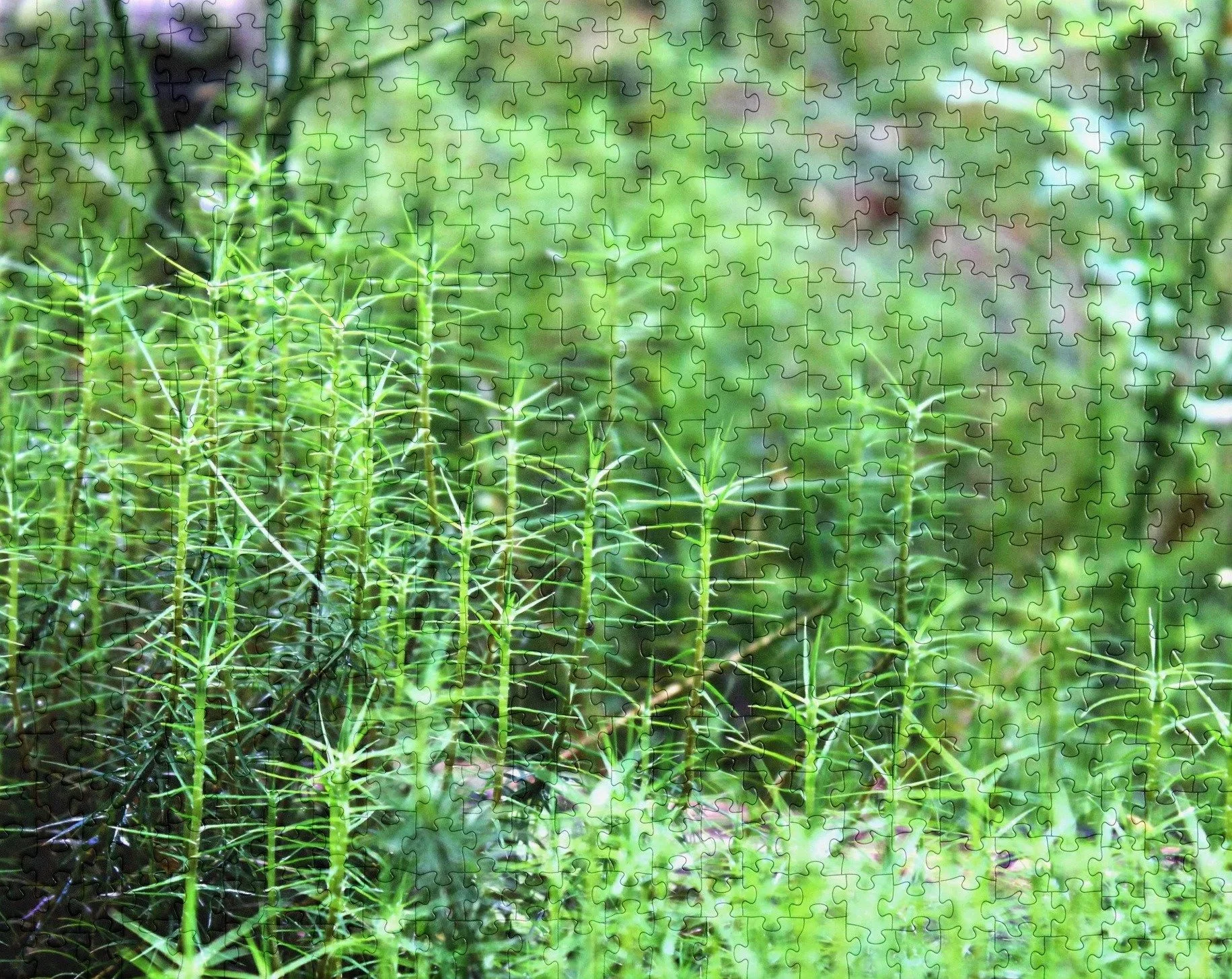 moss-in-light-520-cropped.jpg