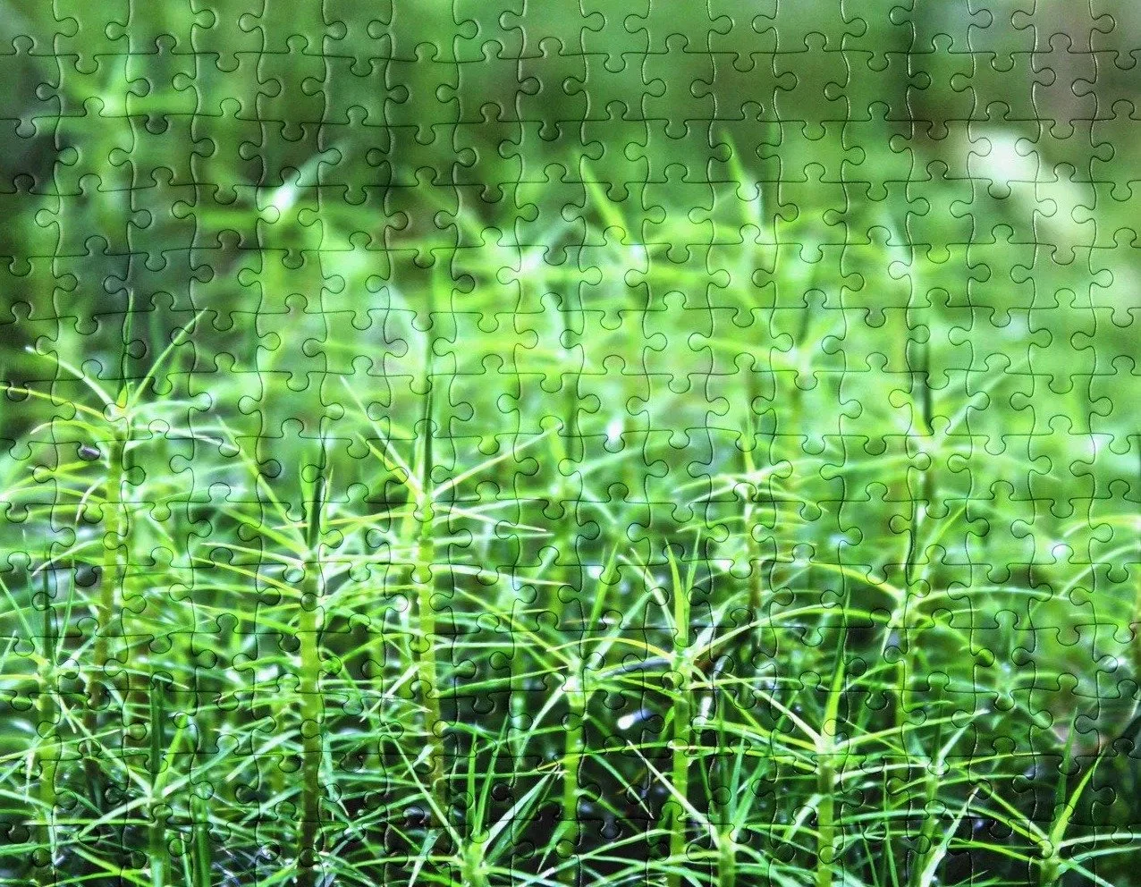 Rain-Studded Moss Jigsaw Puzzle
