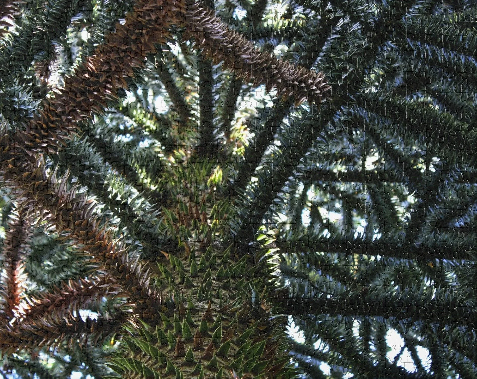 spiral-canopy-520-cropped.jpg