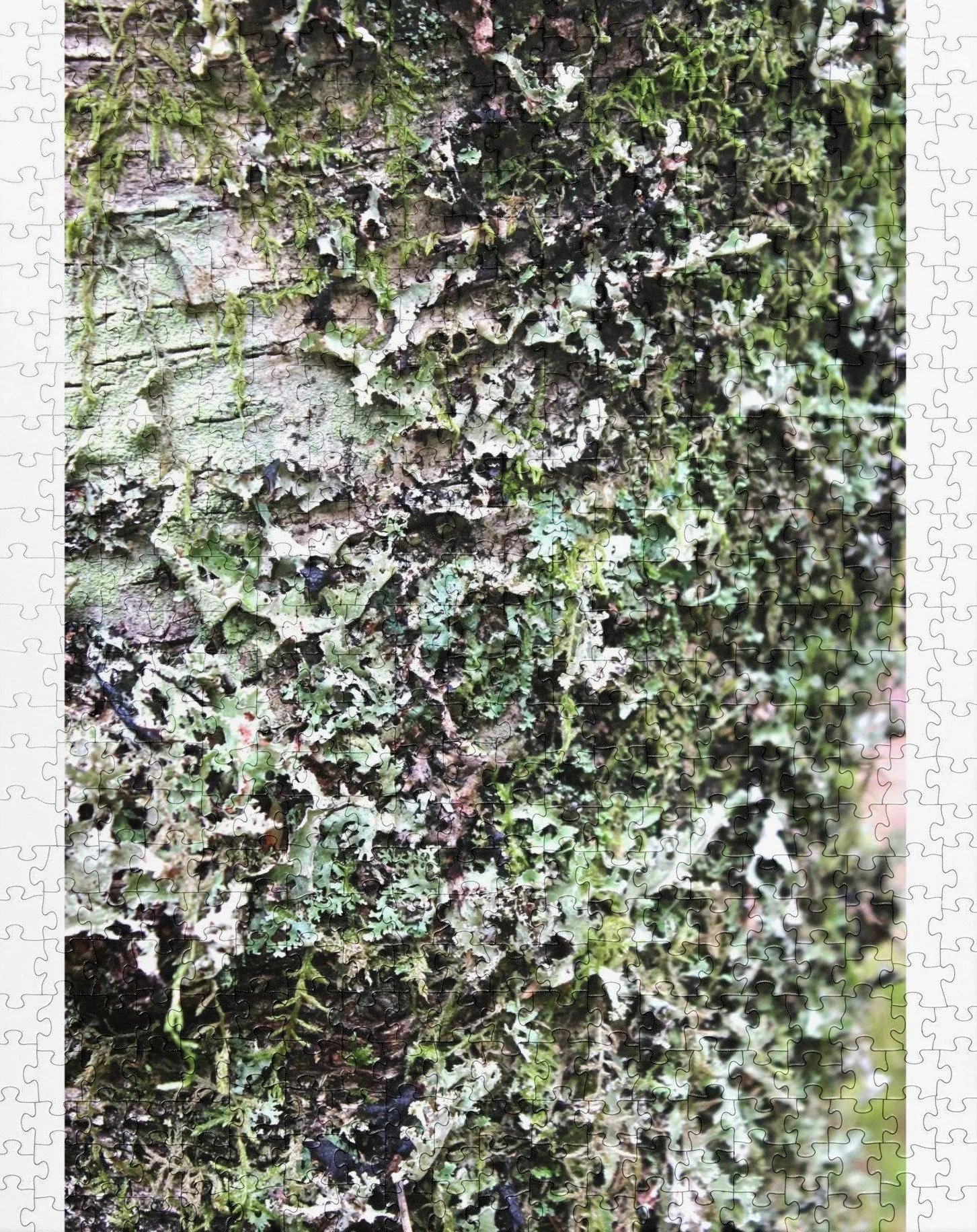 lichen-mosaic-520-cropped.jpg