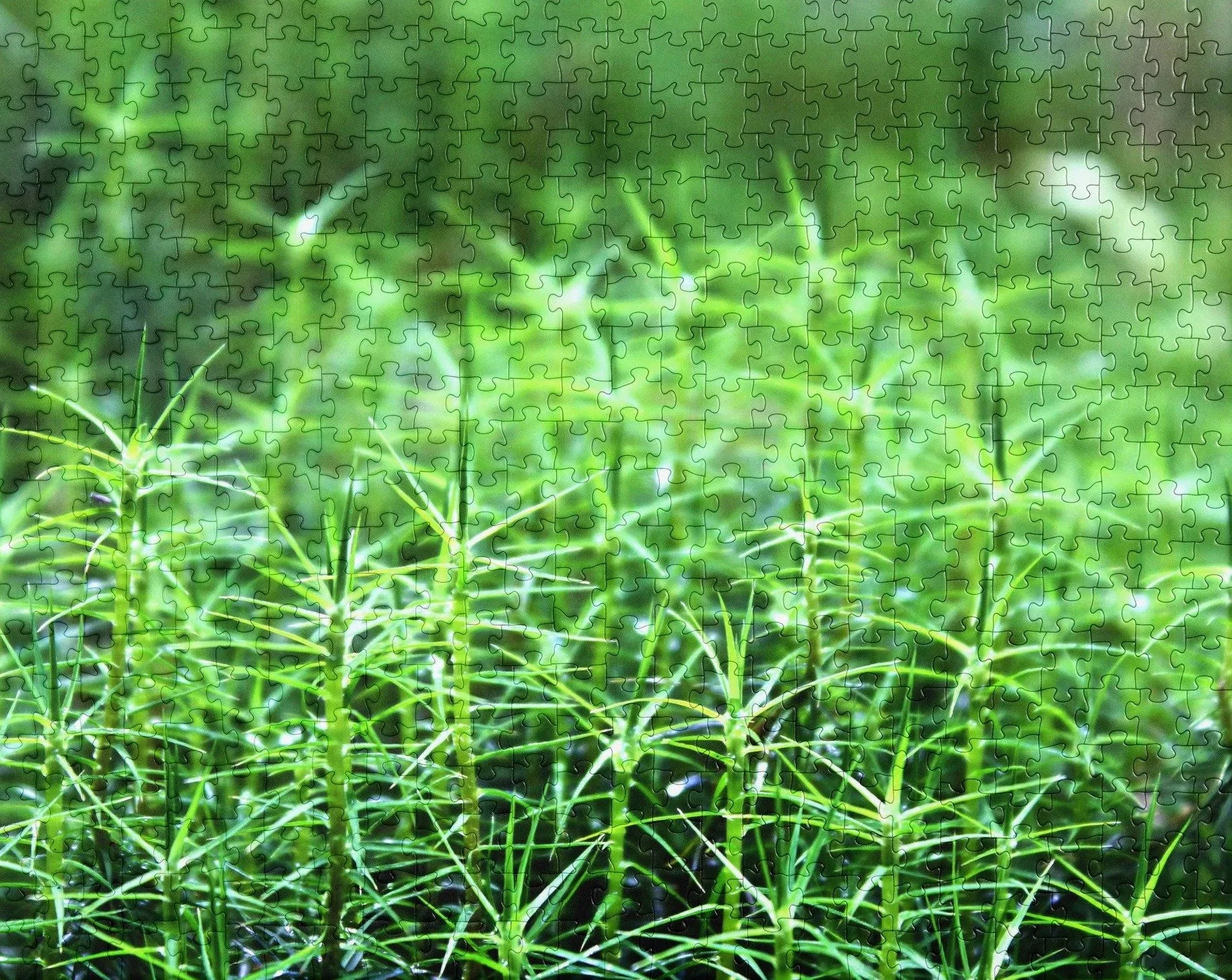 rain-studded-moss-520-cropped.jpg