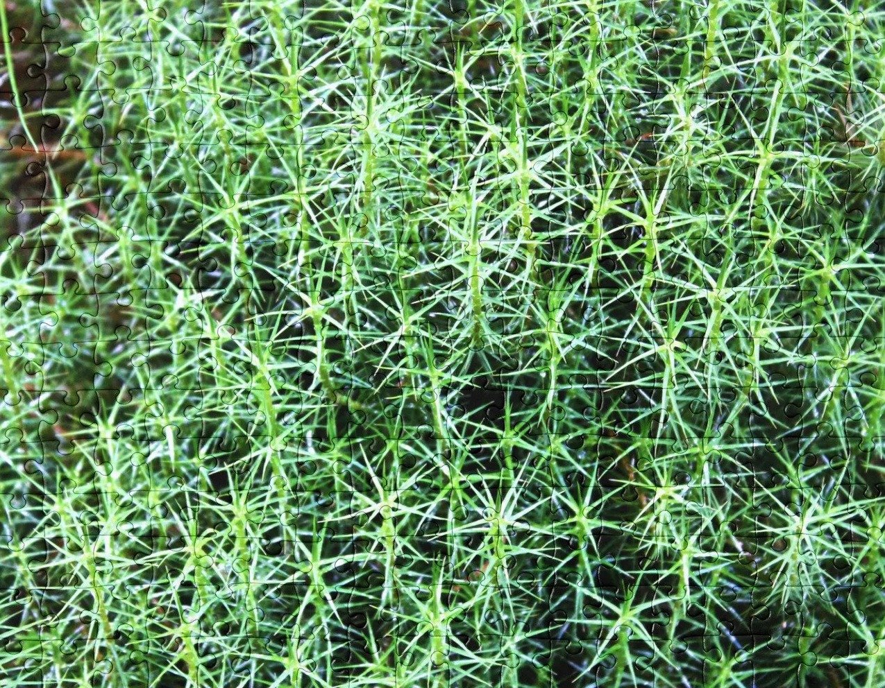 Star Moss Jigsaw Puzzle
