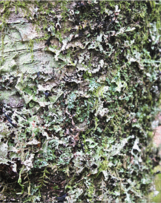 lichen-mosaic-252-fixed.png