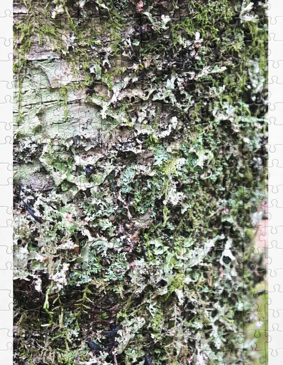 Lichen Mosaic Jigsaw Puzzle