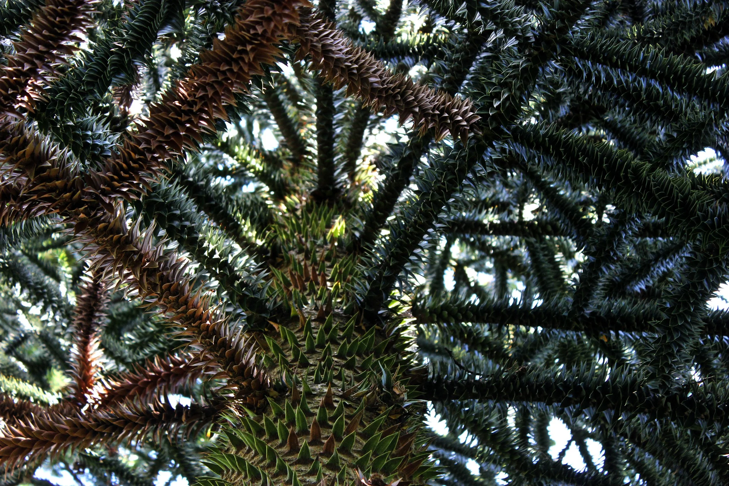 Close-up of pine tree branches with dark green, spiky needles and brown seed cones against a background of sky and light filtering through the trees.