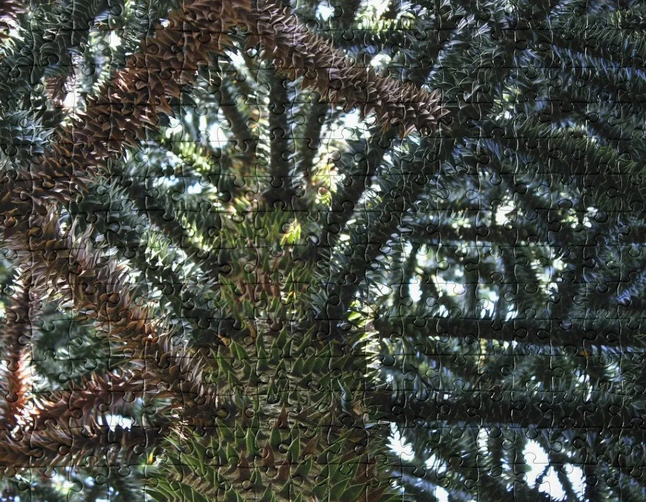 Spiral Canopy Jigsaw Puzzle