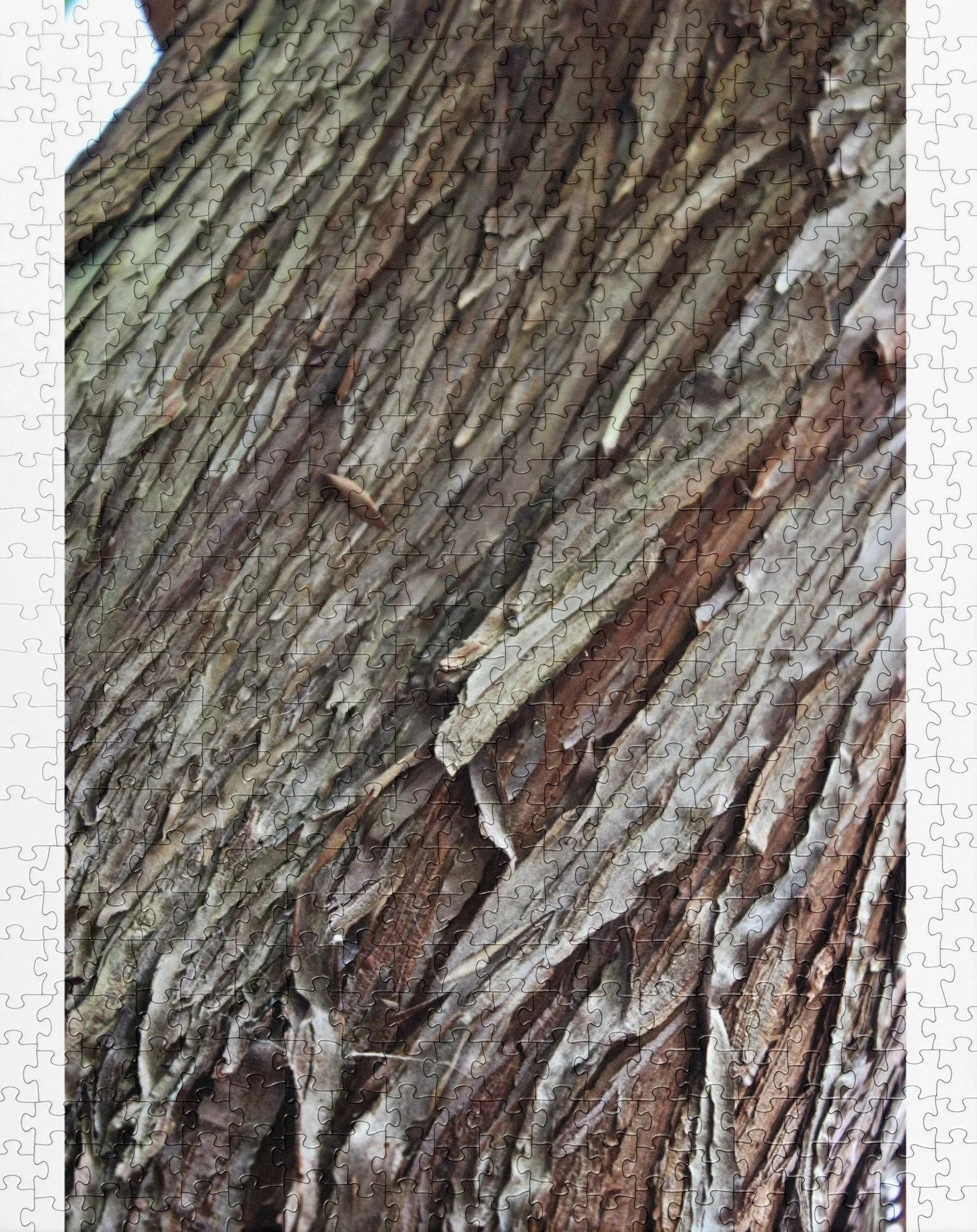 cedar-fringe-520-cropped.jpg