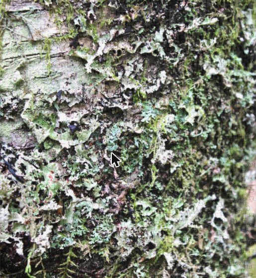 Lichen Mosaic Jigsaw Puzzle