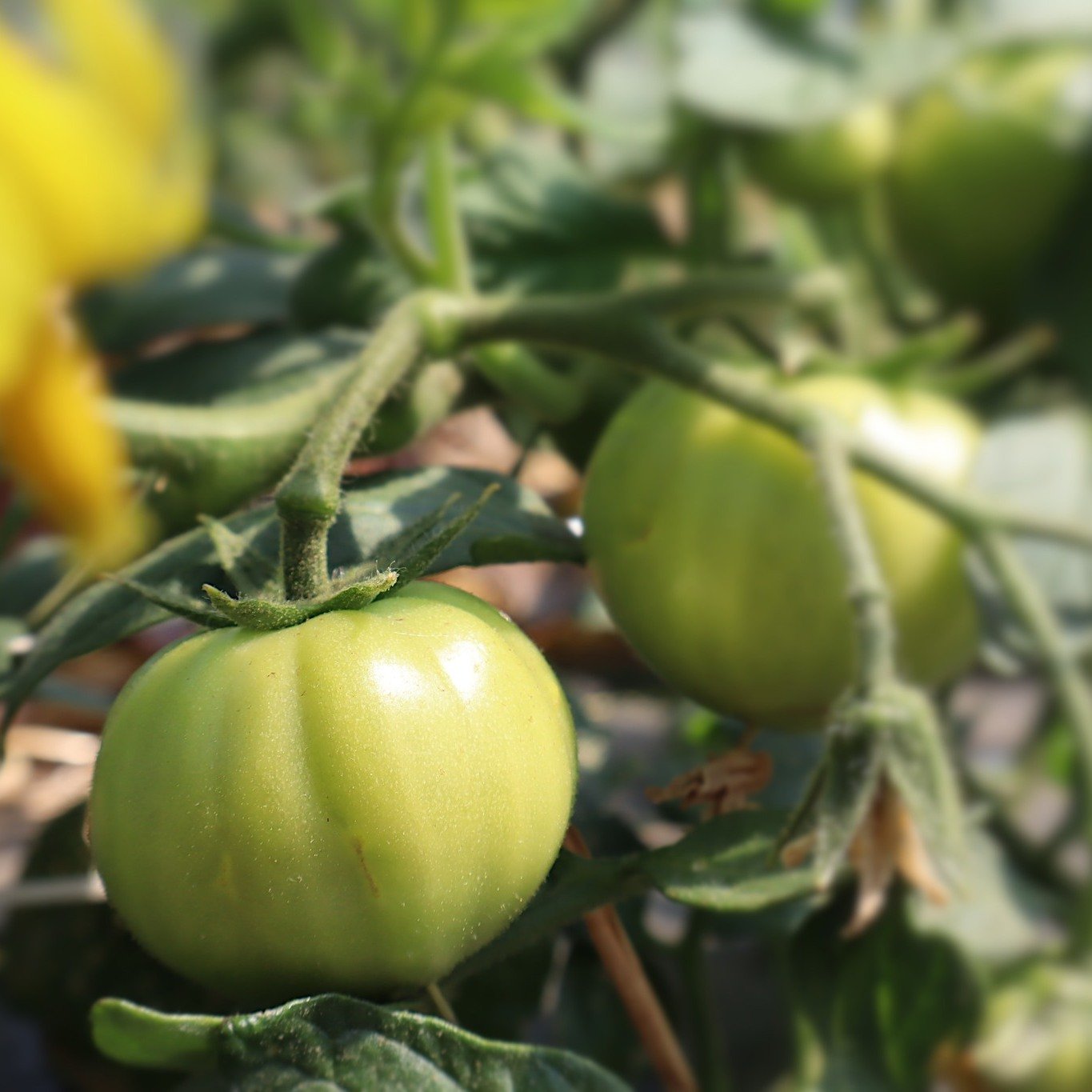 Our garden is in full bloom with @tonytomato314's Red Duce Beefsteak Tomatoes, Swiss and Green Chard. 

We have some exciting garden updates coming soon!