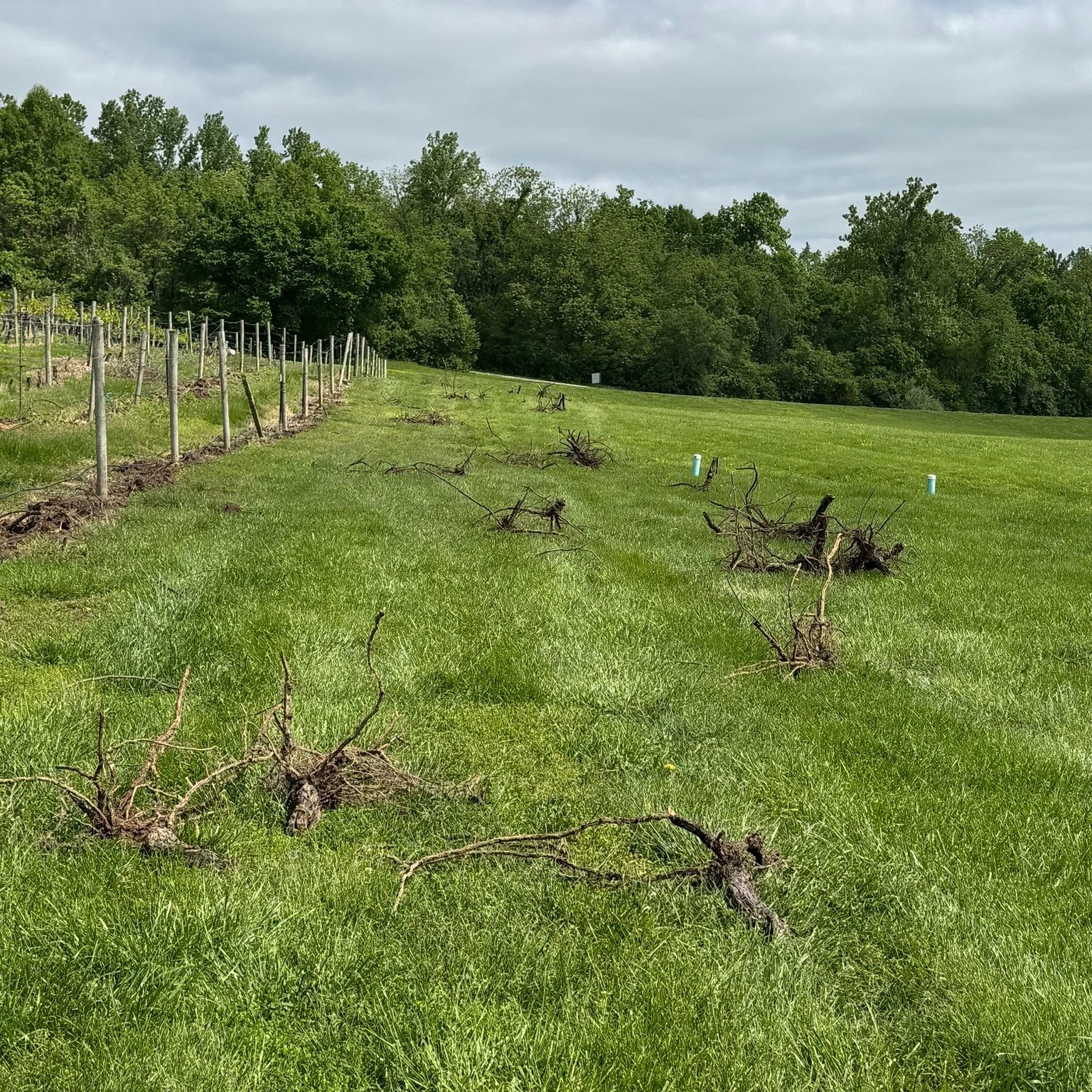 We have some exciting vineyard updates! 🍇

 Murph and his team have been working hard to rip out the last 7 rows of our front vineyard.

Why are we doing this, you might ask? These lower rows have matured for so long that they no longer produce much