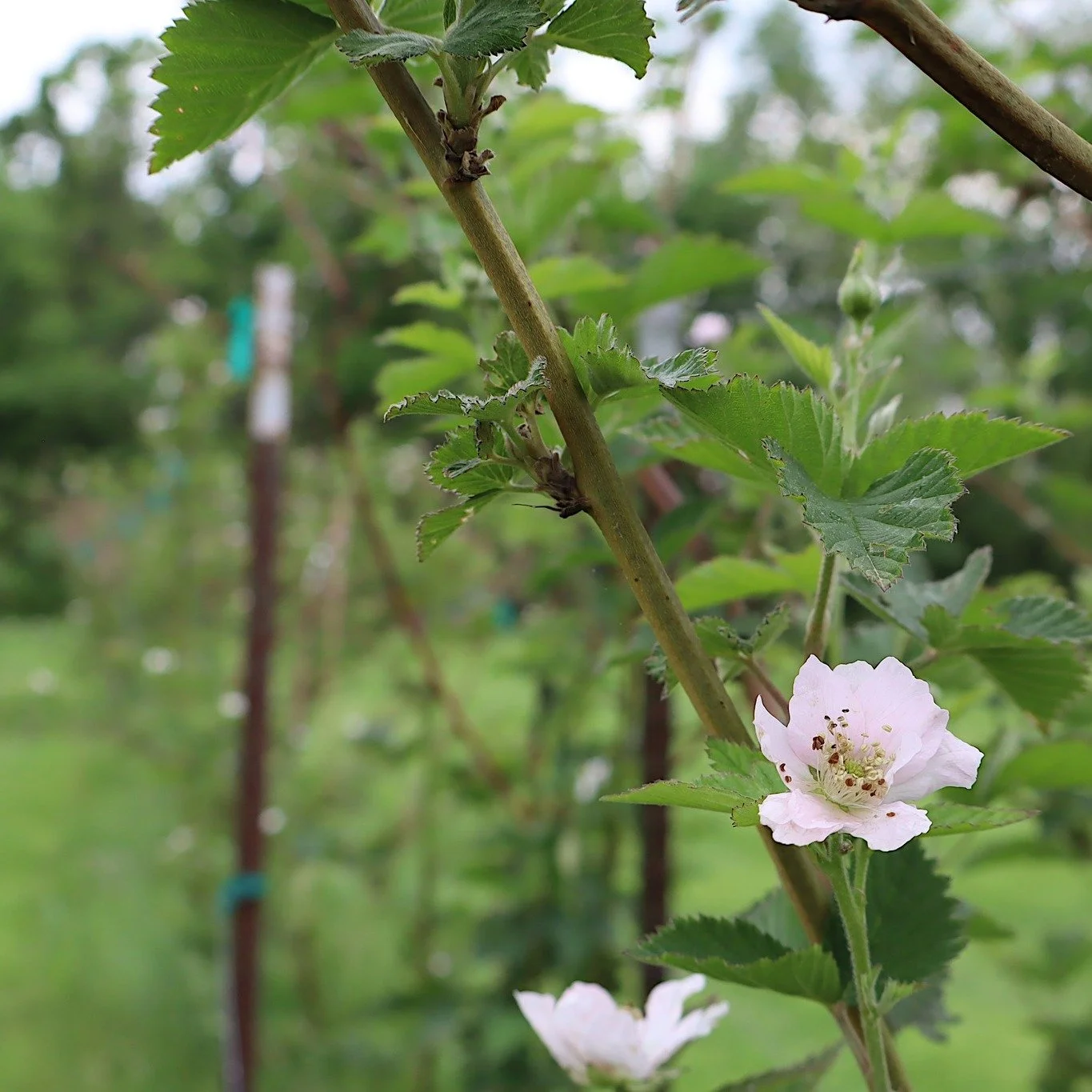We're jam-packed with excitement that our blackberry bushes are budding!

#farmtotable  #blackberries #SpringVibes #defianceridge #vineyardlifestyle
