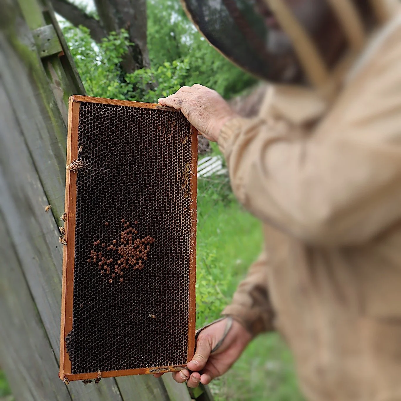 Behind the scenes with our beekeeper 🐝

Meet Paul, who's busy managing swarming season. He checks our colonies weekly for swarm cells, which are large, peanut-like cells hanging vertically on the frame. He relocates the queen and half the colony to 