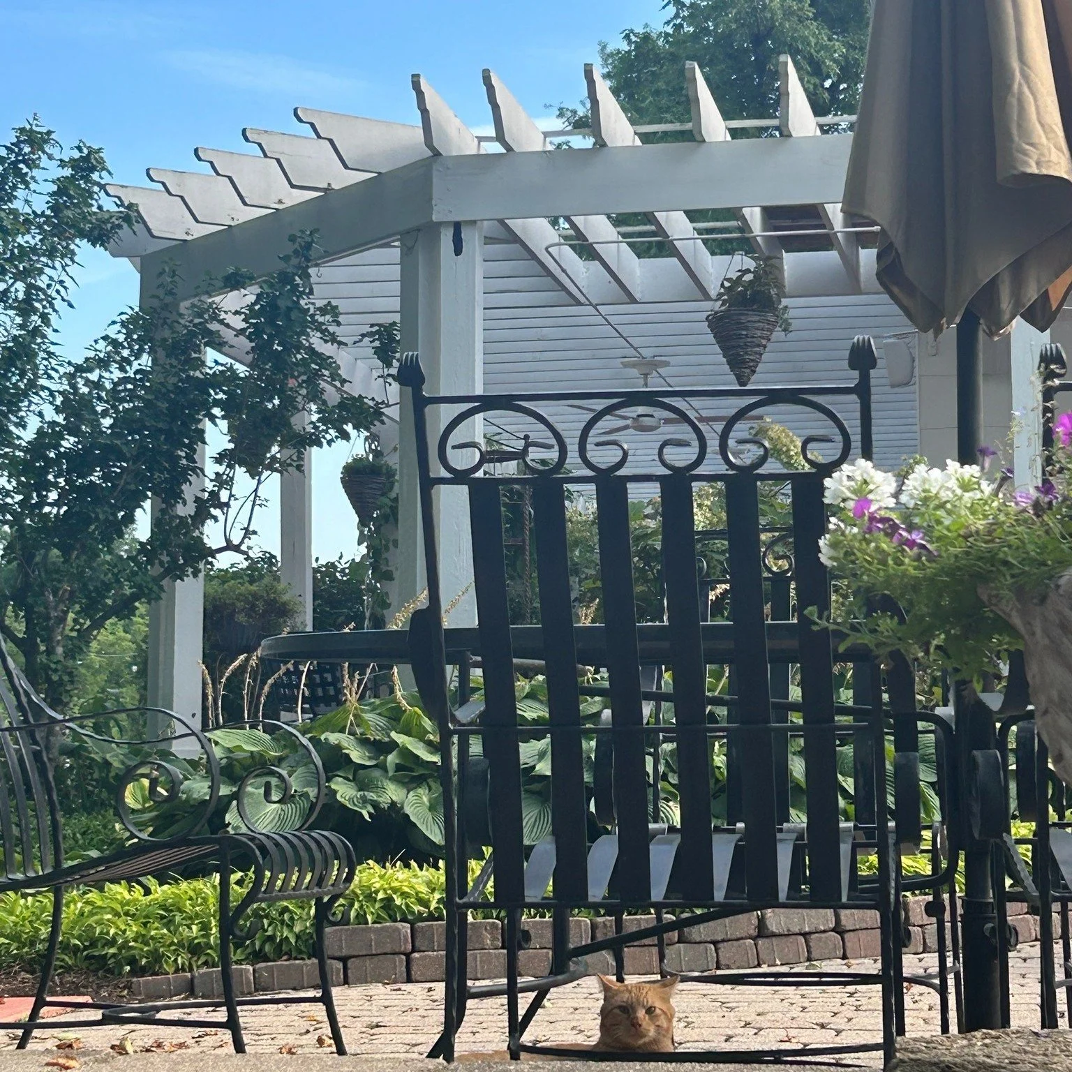 What's the purr-fect job? Being our winery cat, Cheddar, of course! Can you spot him?🐱 

He's always 'working' hard to nap in the best spots. And, yes, he's on the payroll, vaccinated, and fixed - talk about a sweet deal! 😉 

#defianceridgevineyard