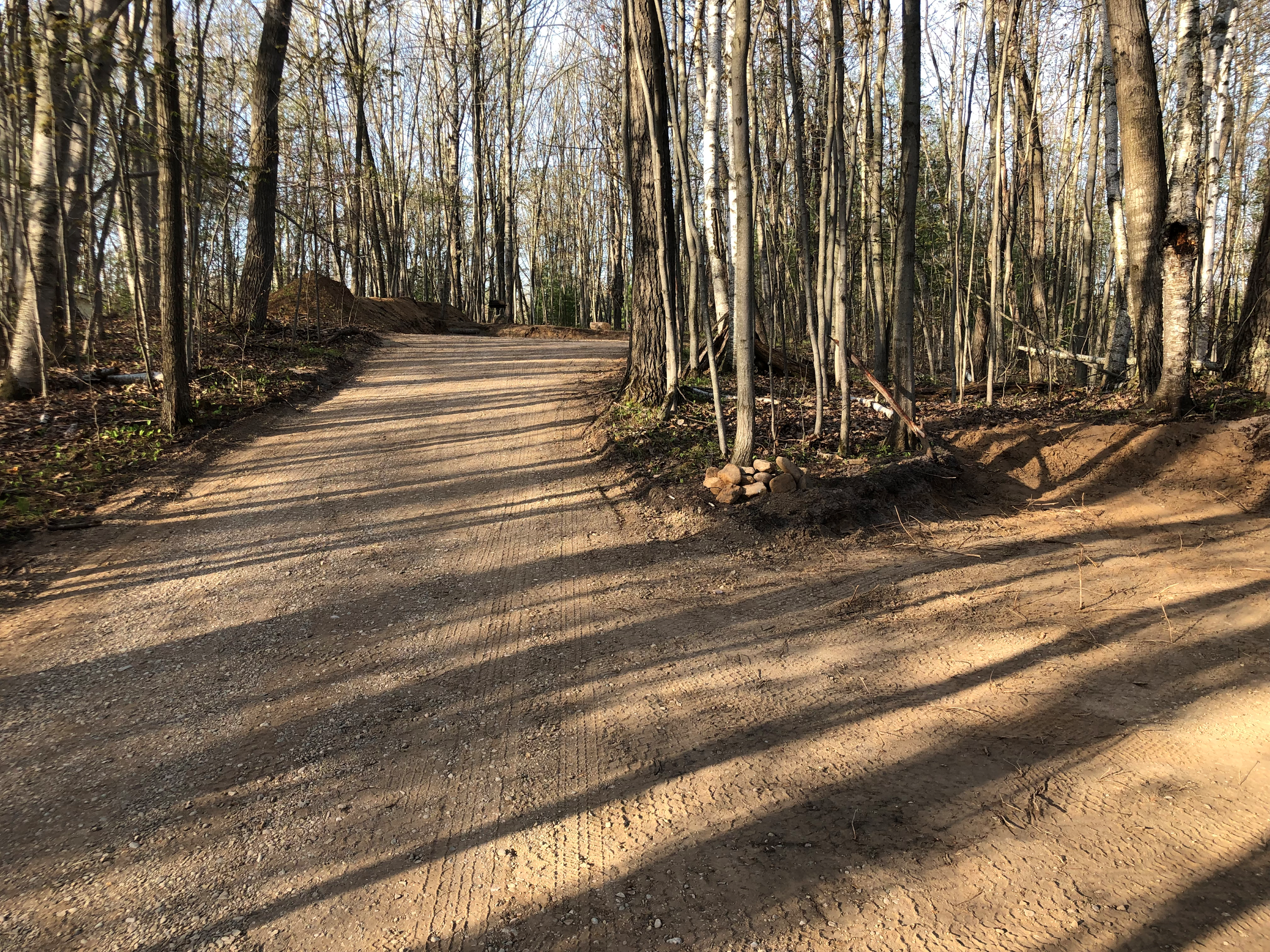 A dirt trail through a wooded area with tall trees, some with white bark, and shadows cast on the ground. The scene is lit by sunlight.