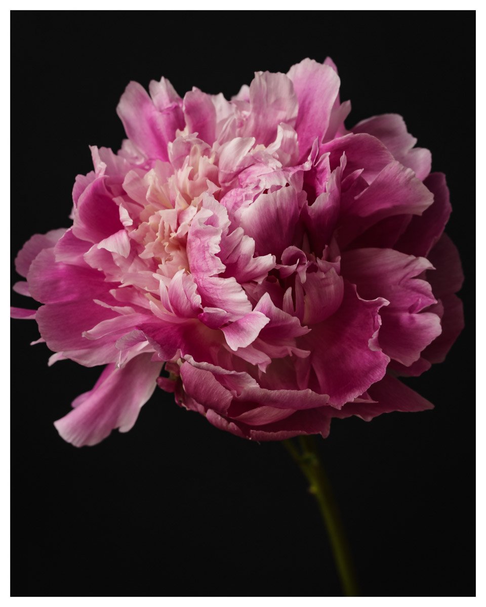 Resilient Bloom: Peony Portrait Art Print