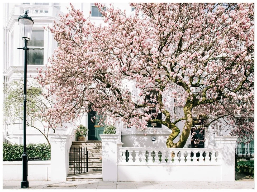 Every spring since 2021, I've been on a mission to find London's most stunning magnolias. This year's adventure led me through Kensington, Chelsea, and Notting Hill. The photos here showcase this year's chase and the ones before - five years of obses