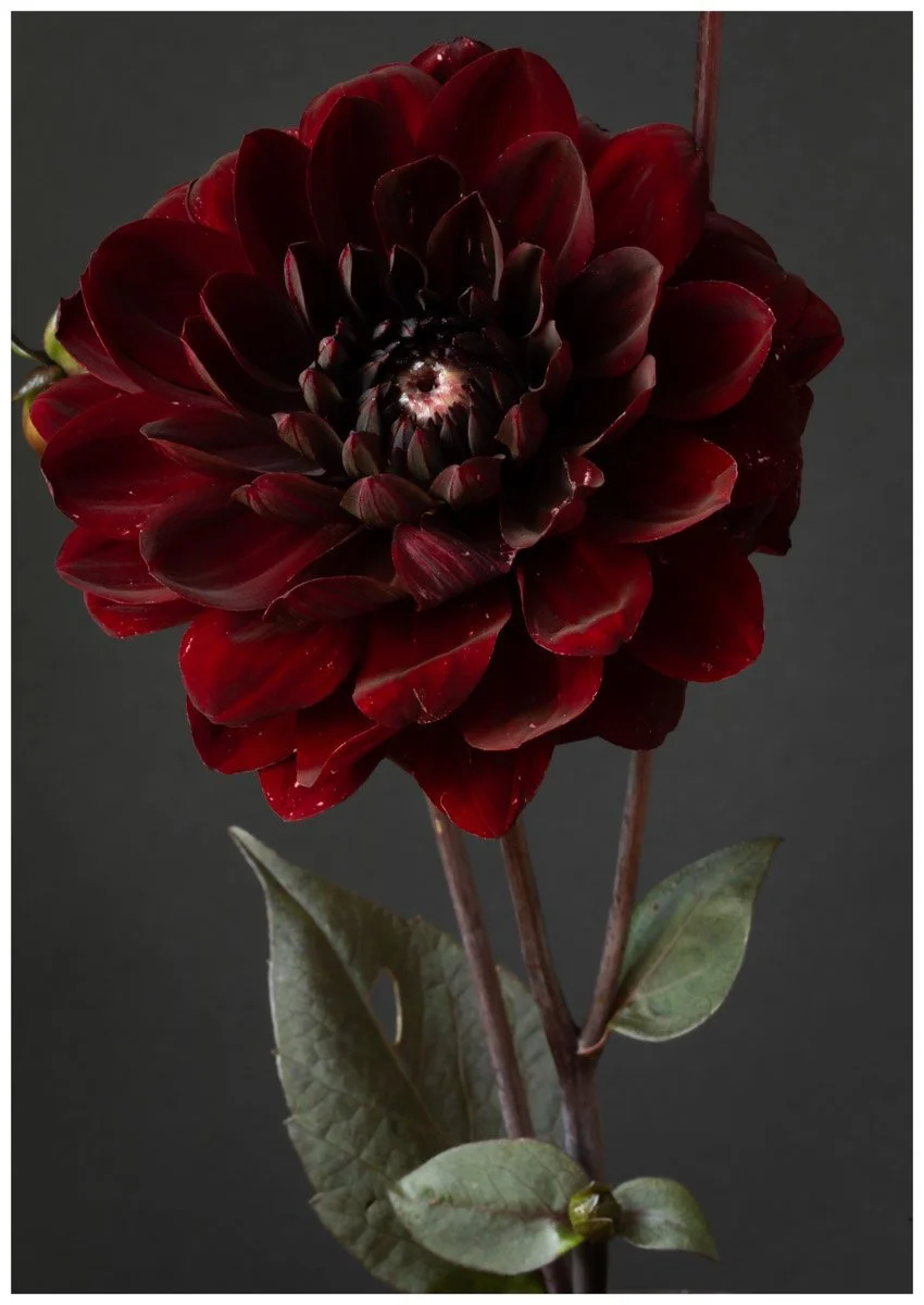 The Red Dahlia