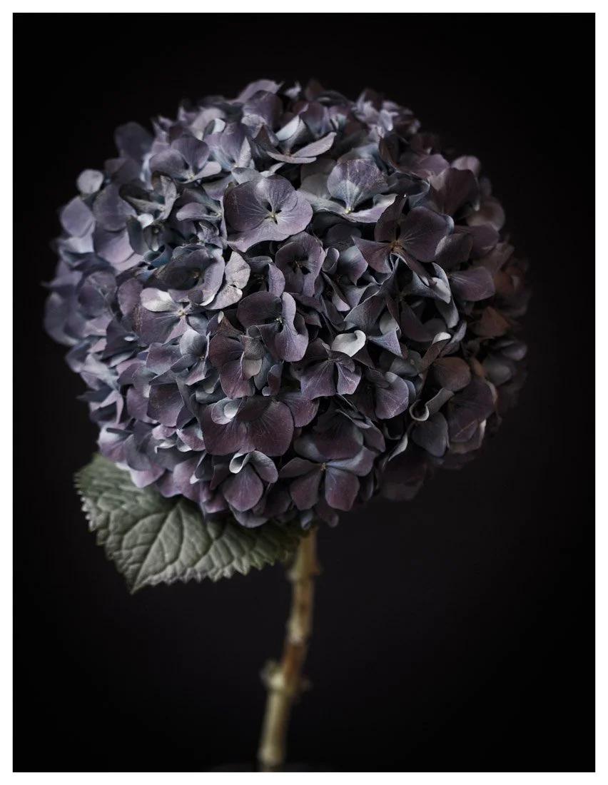 Hydrangea Flower Head Wall Art, Purple Hydrangea Wall Art