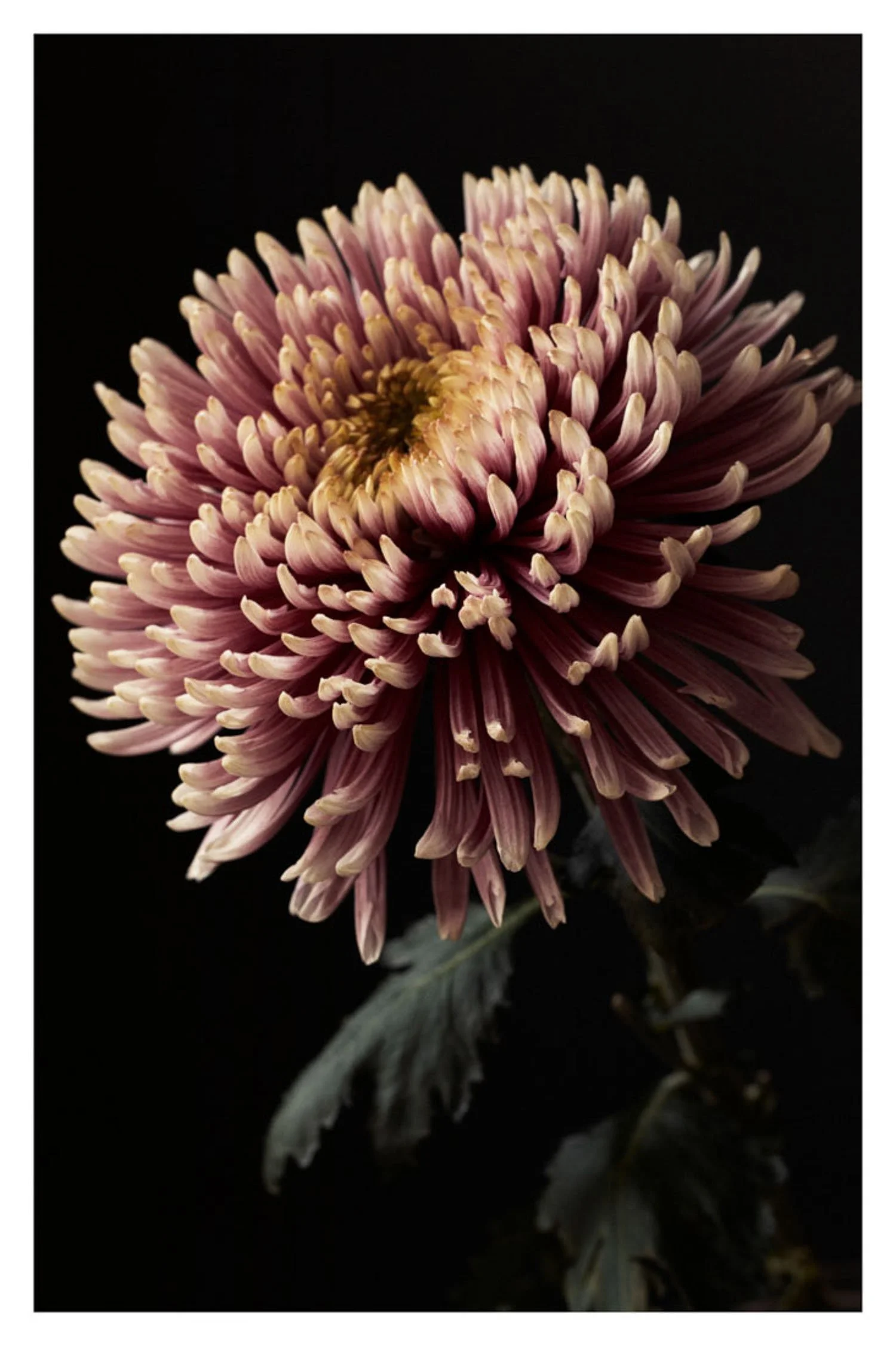 delightfulchrysantsingleheadjpg-652ceab61eff2.jpg