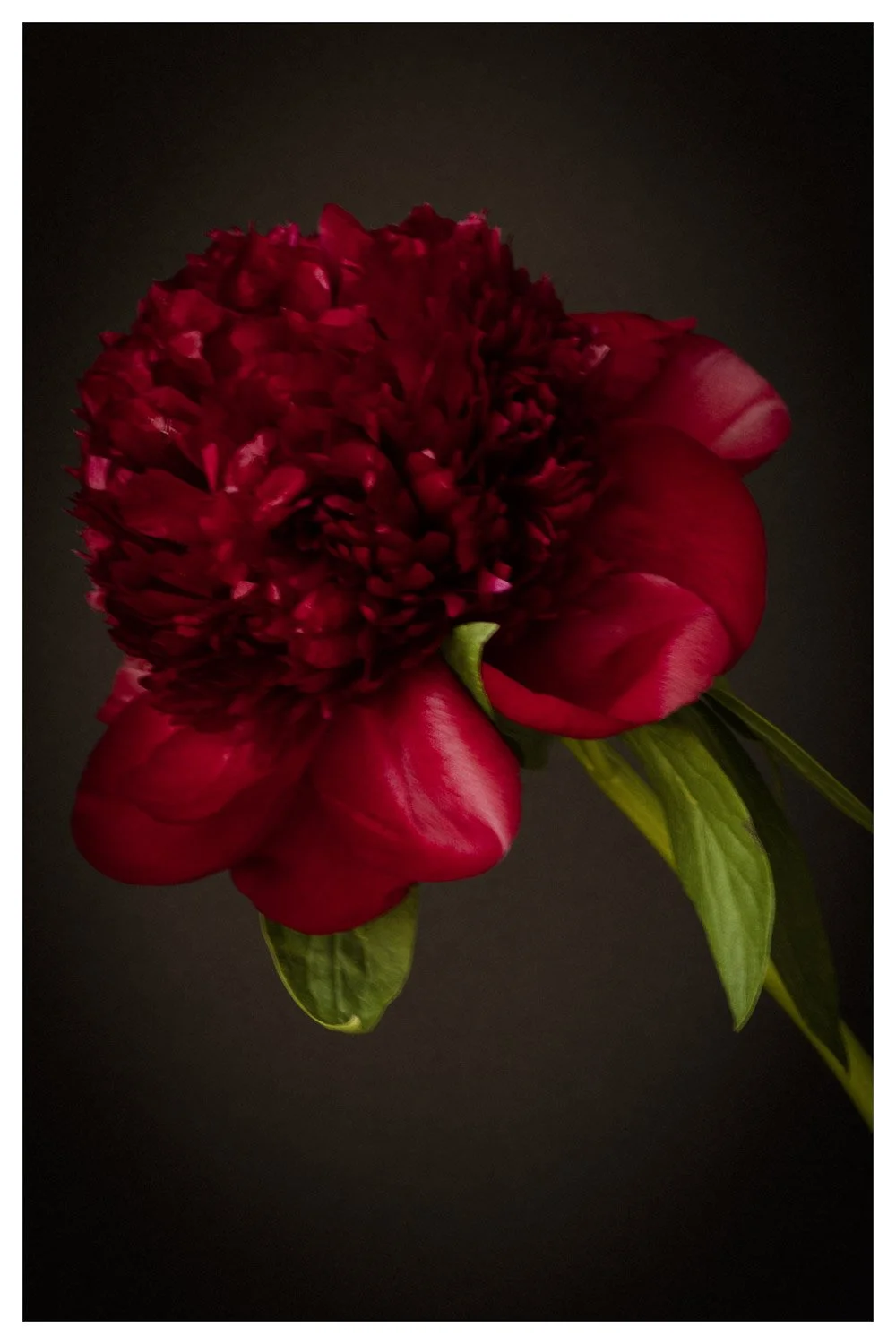 Dark Red Peony in Bloom Archival Print – Wall Art