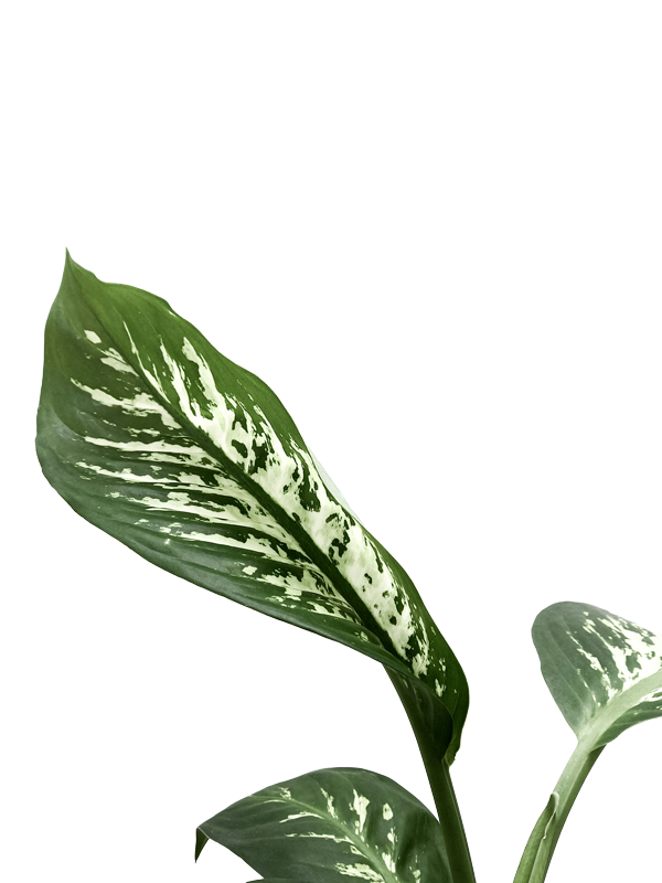 Feuille de plante verte à motif variegé blanc et vert sur fond blanc.
