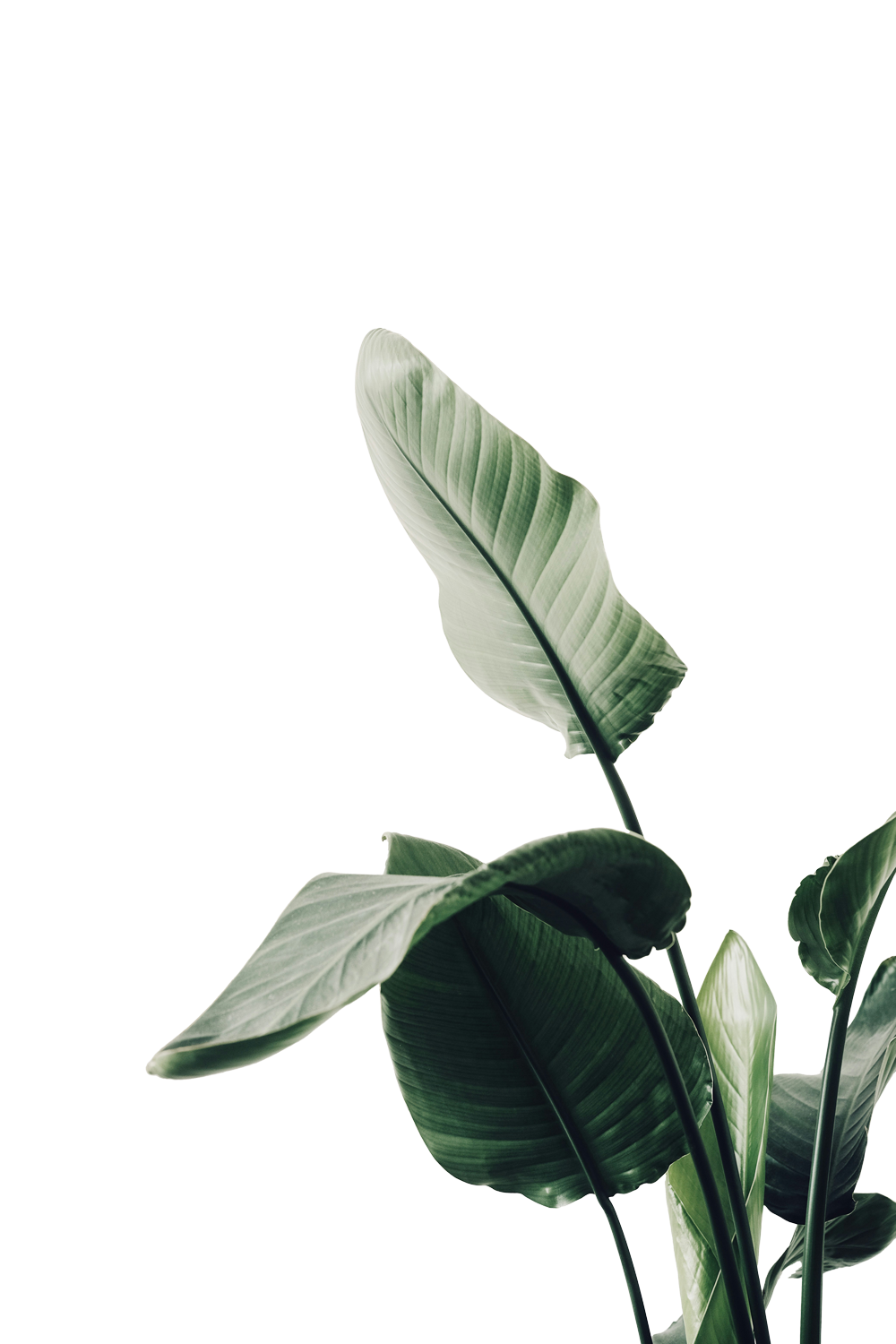 Feuilles de bananier vertes