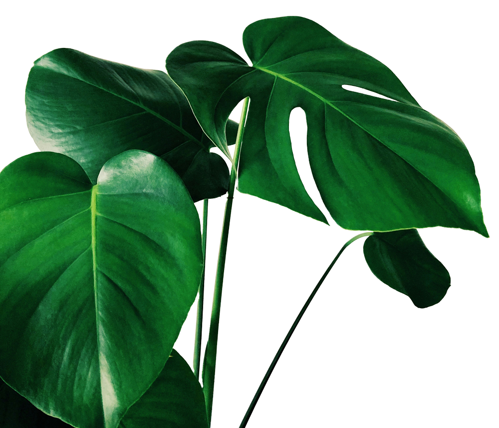 Feuilles vertes de plante tropicale, probablement de monstera.