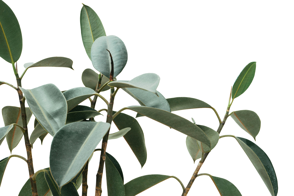 Feuilles vertes épaisses d'une plante contre un fond sans détails visibles