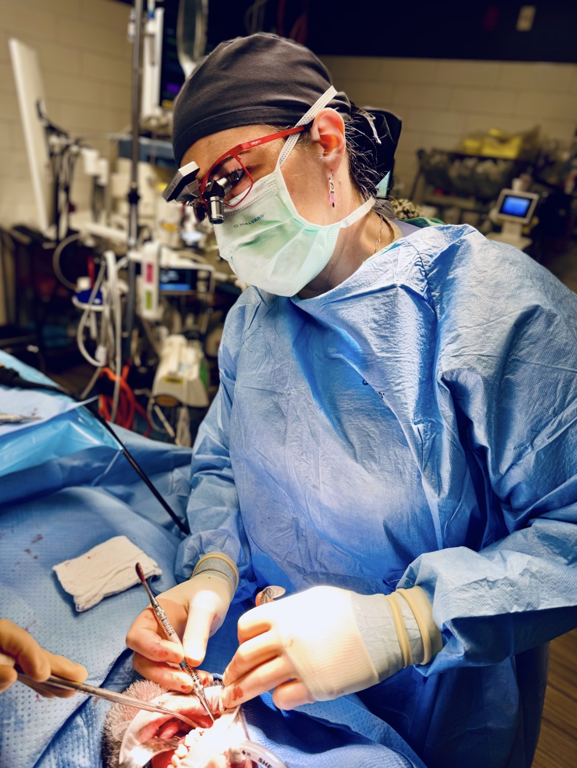 A veterinarian performing surgery on an animal, wearing surgical scrubs, mask, gloves, and magnifying glasses with a headlamp.