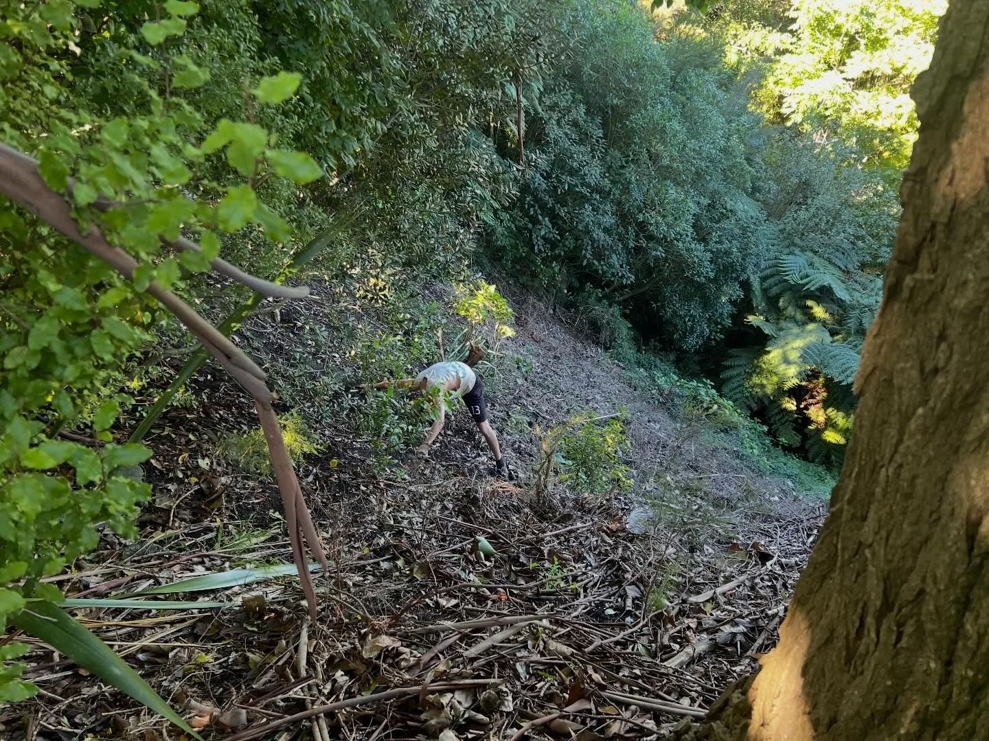 Gully restoration in process! Need help managing your gully in the Waikato? @williamsgardensnz can help: weeding/clearing/spraying, #riparian #regenerative #planting using #nznative plants. Help with cost effective #erosioncontrol - free quotes for w