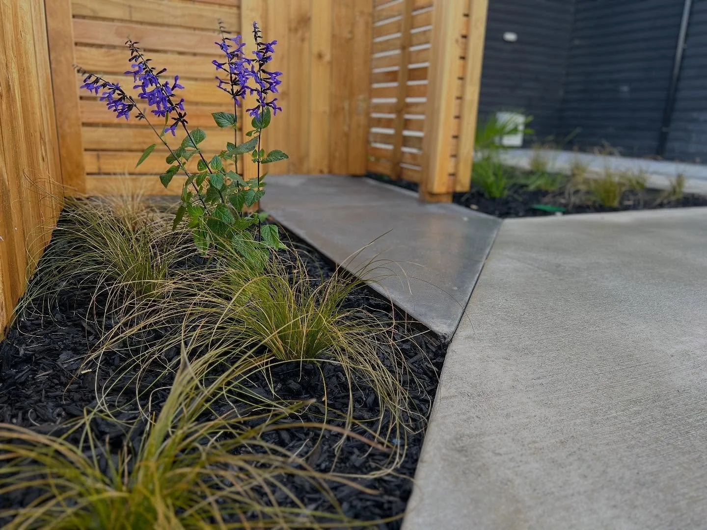 #Salvia in bloom 🌸 New Build Development by @williamsgardensnz - get in touch today 🍻