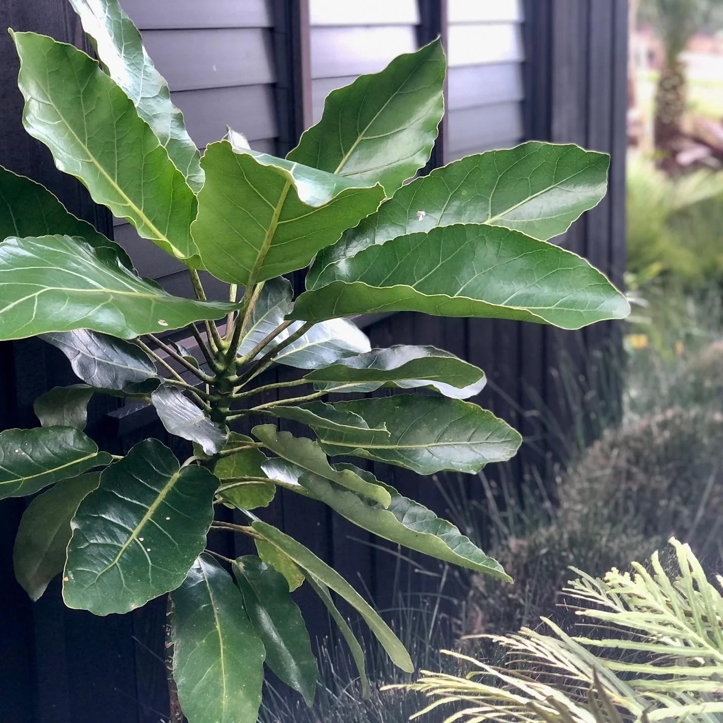 Much love to the Puka tree, I&rsquo;ve always got room for ya🌴🥳&hellip;&hellip;&hellip;&hellip;&hellip;&hellip;&hellip;&hellip;&hellip;&hellip;&hellip;&hellip;&hellip;&hellip;&hellip;&hellip;&hellip;&hellip;&hellip;&hellip;&hellip;&hellip;&hellip;&