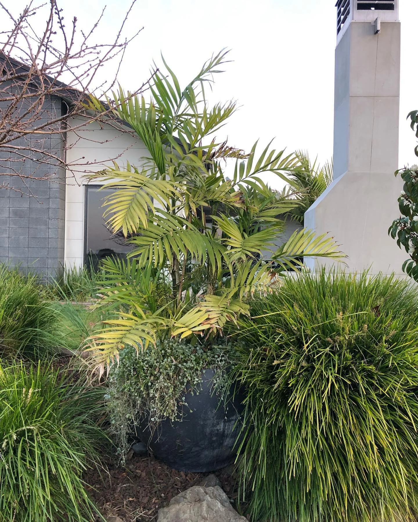 Nothing beats a feature pot! Bring the vibes to your home - call William today 🌊🏝️