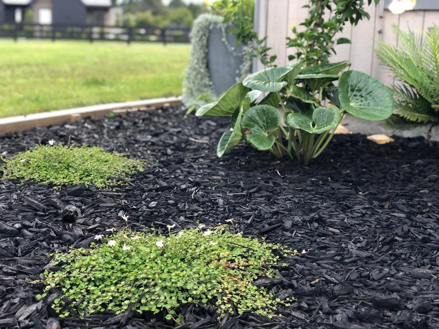 Love a good #groundcover - this one right here is #pratiaangulata an #nznative - done right it can be used as a mow free lawn substitute. Oh and did I mention it has beautiful white flowers!!! 🪷Garden design and installation by @williamsgardensnz - 