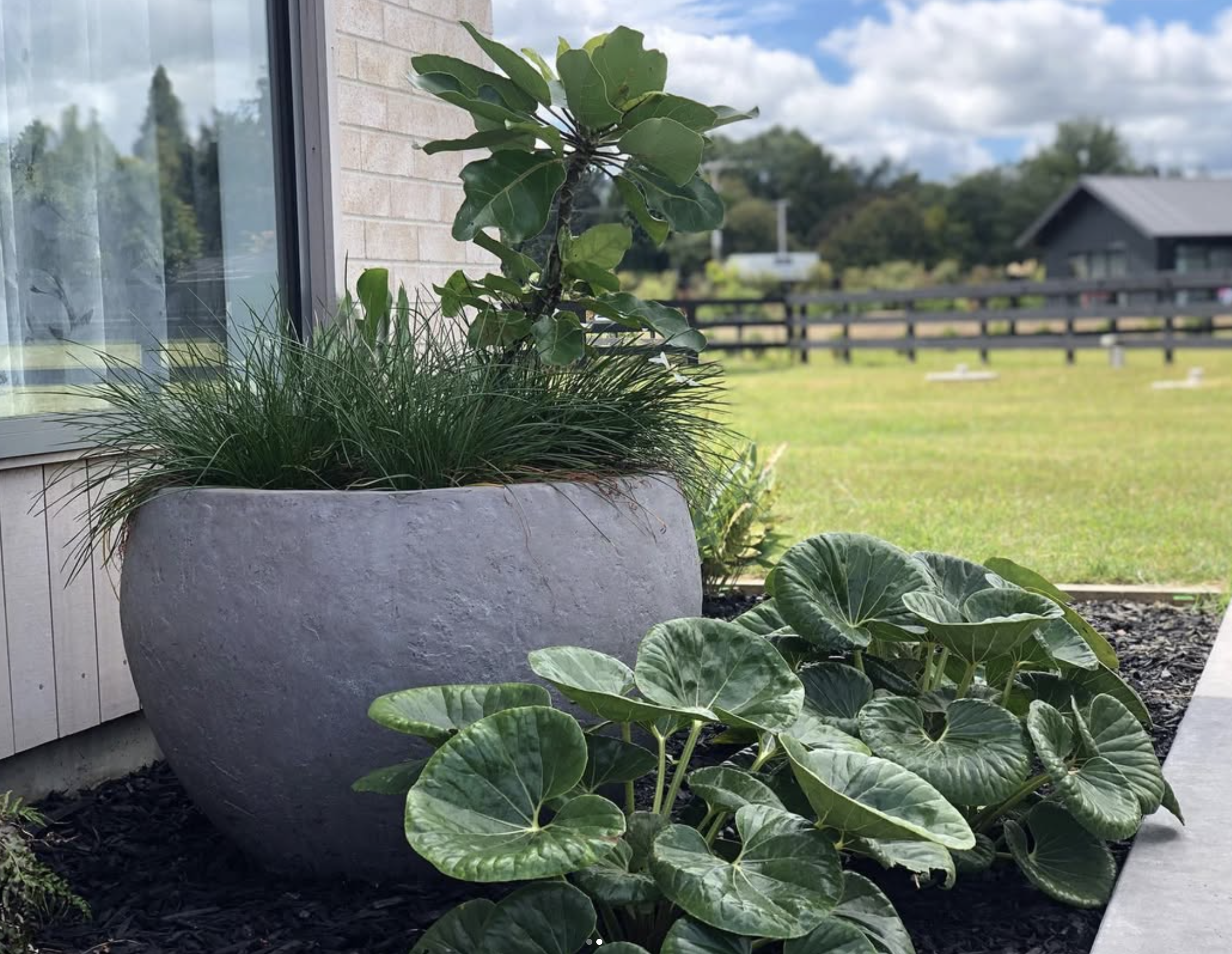 A large round concrete planter filled with green leafy plants, positioned outside a building with a window. The background shows a grassy yard, a wooden fence, and a house with a gray roof under a partly cloudy sky.