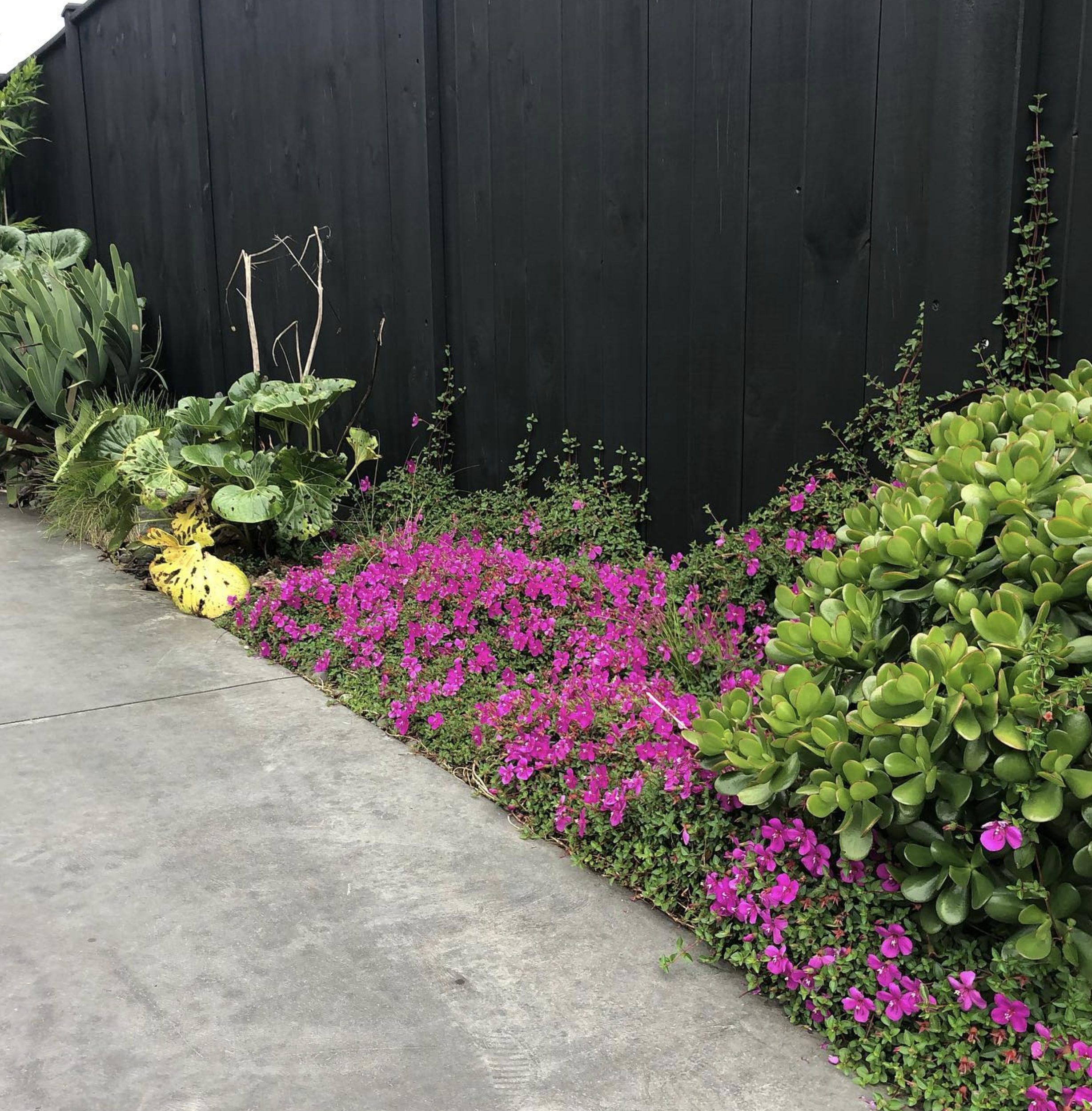 A garden bed with colorful flowers including pink, yellow, green, and purple, next to a tall black wooden fence.