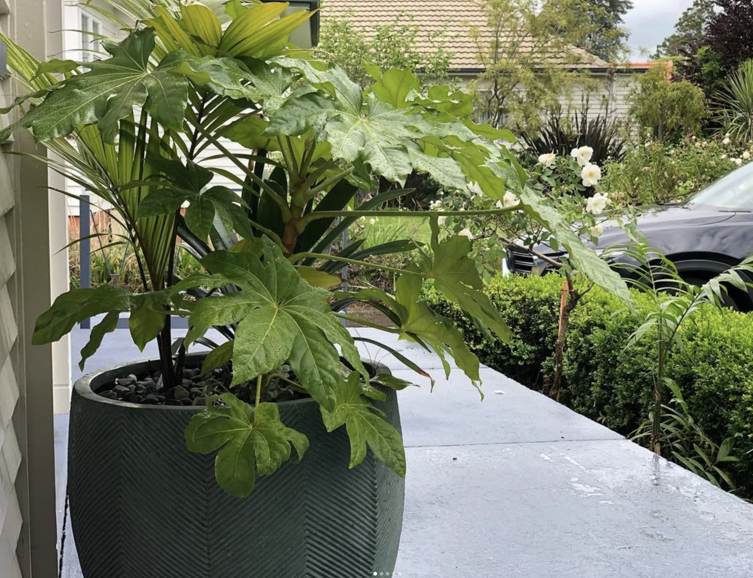 A large potted plant with broad green leaves on a porch or patio, with more greenery and a house in the background.