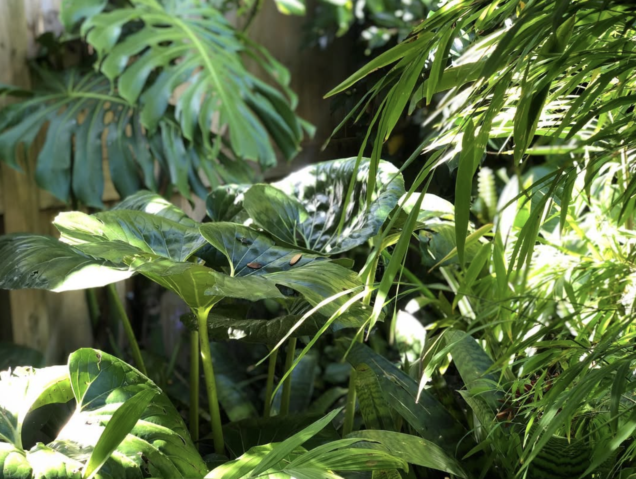 Close-up of lush green tropical leaves in a garden setting.